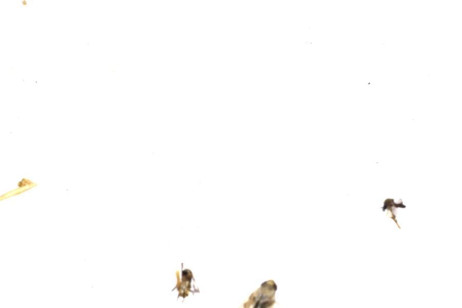 Image 113